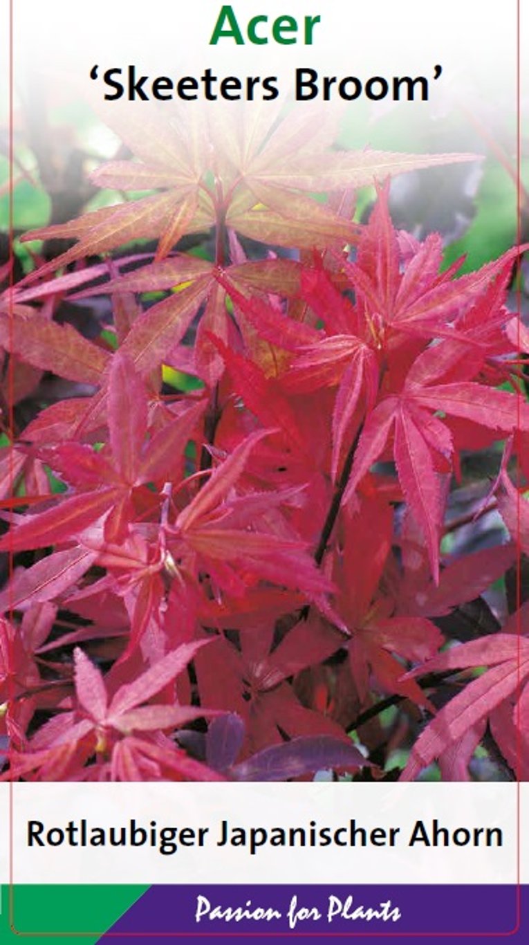 Acer pal. 'Skeeter's Broom' - C7.5 80-100 CM